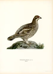 Haselhuhn