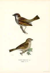 Haussperling