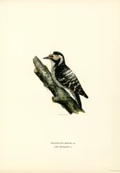 Kleinspecht