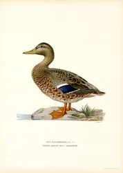 Stockente