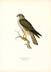 Merlin