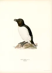 Tordalk