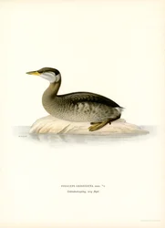 Rothalstaucher
