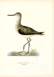 Sumpfläufer