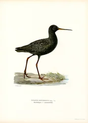 Dunkler Wasserläufer