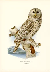 Habichtskauz