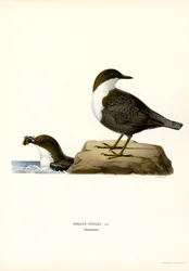Wasseramsel