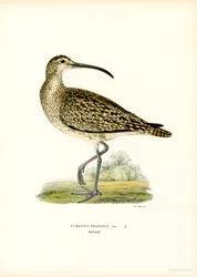 Regenbrachvogel