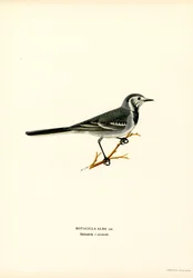 Bachstelze