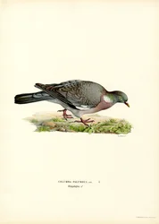 Ringeltaube