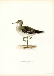 Bruchwasserläufer
