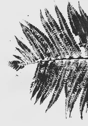 Botanische Farnsilhouette