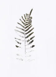 Minimalistischer Farnblattdruck