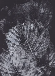 Monochrome Blattstudie
