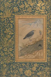 Tauchender Wasseramsel und andere Vögel, Folio aus dem Shah Jahan Album
