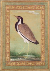 Indischer Kiebitz, ca. 1800