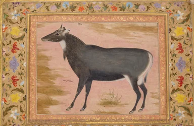 Studie eines Nilgai-Blaustiers, Folio aus dem Shah Jahan Album, verso: ca. 1620, recto ca. 1540