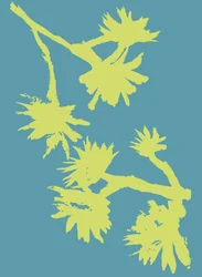 Sukkulente_2