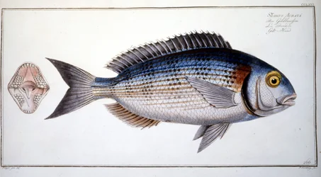 Naturgeschichte Platte: Die Brasse von Marc Elieser Bloch Ichtyologie Paris - Berlin - London 1787