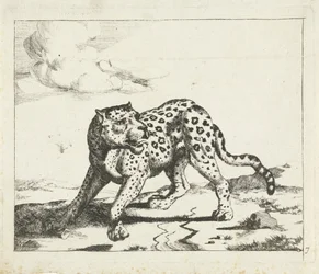 Leopard, nach links stehend, Kopf nach rechts