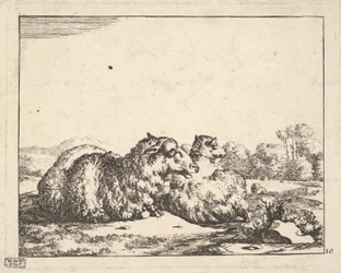 Schafe, aus einer Serie von 16 Platten, 1664