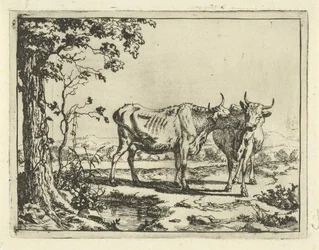 Zwei Kühe, die sich gegenseitig lecken