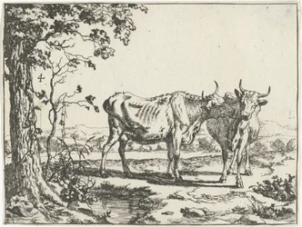 Zwei Kühe, die sich lecken