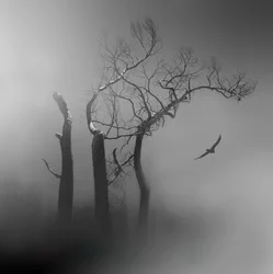 Einsamer Vogel in nebligen Bäumen