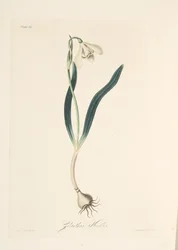 Gemeines Schneeglöckchen, aus Florale Illustrationen der Jahreszeiten, veröffentlicht 1829