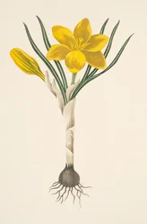 Gemeiner Gelber Krokus, aus Florale Illustrationen der Jahreszeiten, veröffentlicht 1829
