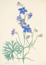 Großblütiger Rittersporn, aus Floral Illustrations of the Seasons, veröffentlicht 1829