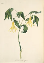 Großblütige Bellwort, aus „Floral Illustrations of the Seasons“, veröffentlicht 1829