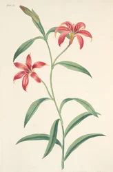 Selbstgefärbte chinesische Lilie, aus Floral Illustrations of the Seasons, veröffentlicht 1829