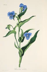 Himmelblaue Commelina, aus Florale Illustrationen der Jahreszeiten, veröffentlicht 1829
