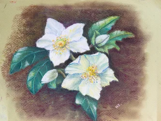 Helleborus