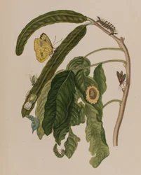 Illustration aus 