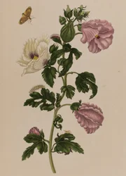 Illustration aus 