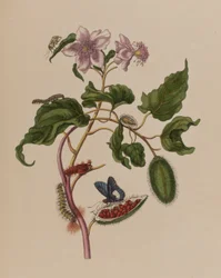 Illustration aus 