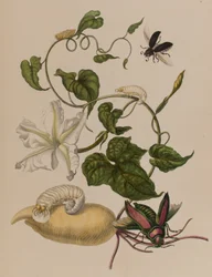 Illustration aus 