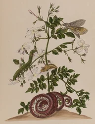 Illustration aus 