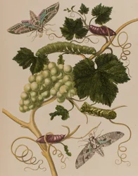 Illustration aus 