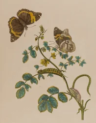 Illustration aus 