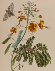 Illustration aus 