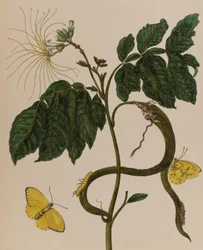 Illustration aus 