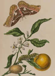 Illustration aus 