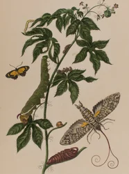 Illustration aus 