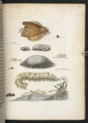 Der Raupen wunderbare Verwandlung und sonderbare Blumen-Nahrung