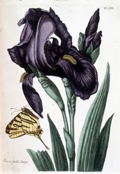 Breitblättrige Iris - in „Histoire générale des insects de Surinam et de toute l