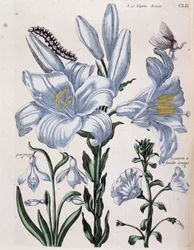 Weiße Lilie und langblättriger Rand - in „Allgemeine Geschichte der Insekten von Surinam und ganz Europa“ von Maria Sibylla de Merian, ed. Desnos, Paris