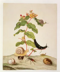 Nr. 1146c Hypericum Baxiforum mit Schnecken und einem Käfer, 1695